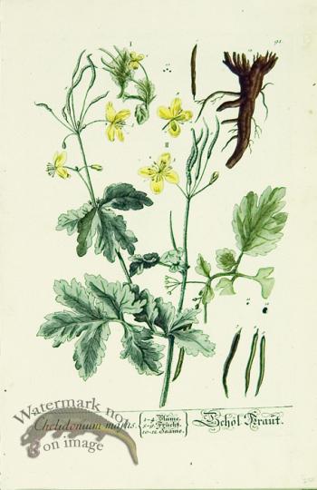 Blackwell German 160